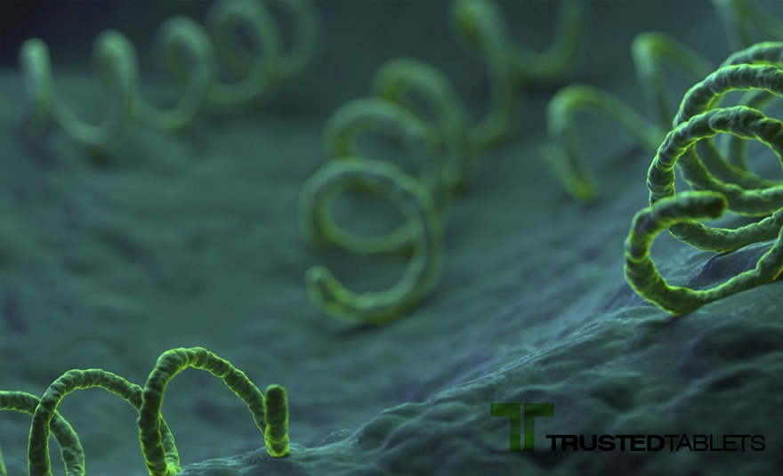 Pertenu – from the bacterium syphilis