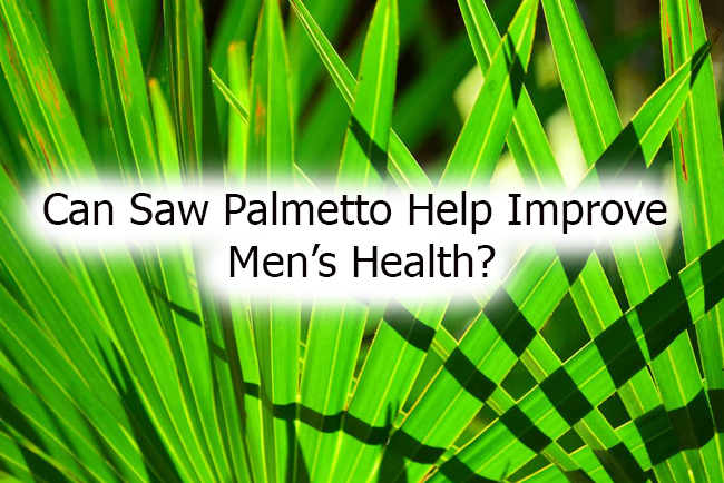 Can Saw Palmetto Help Improve Men’s Health?